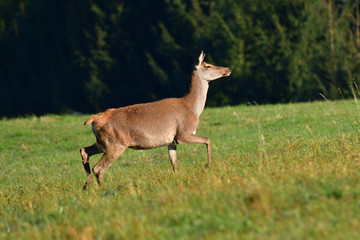 Stag with big antlers walking around the forest during rut season