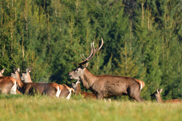Naklejka na ściany i meble Stag with big antlers walking around the forest during rut season