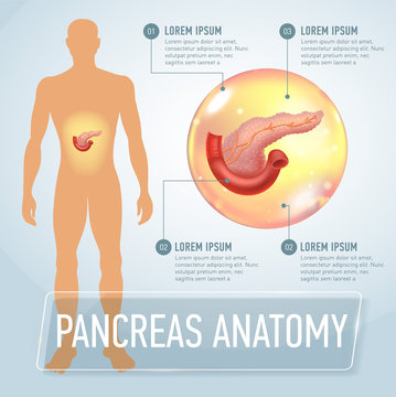 Vector pancreas infographics banner illustration. Medical Poster
