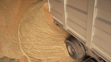 Pouring corn grain out of truck. Close up. Pile of grain.