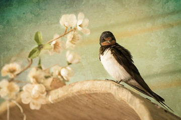Wild bird, swallow perched, isolated and looking at the camera