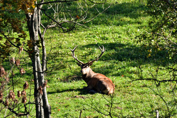 Deer stag to lie and resting  down in the forest