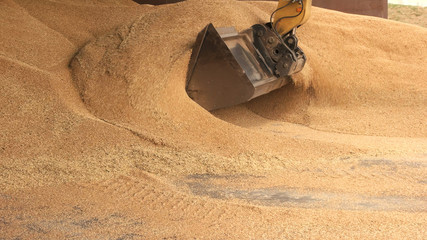 Tracktor scoop takin grain from the pile. Food factory warehouse concept.