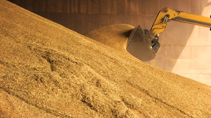 Loader bucket loading grain close up. Big heap of grain corn in a warehouse at food factory.