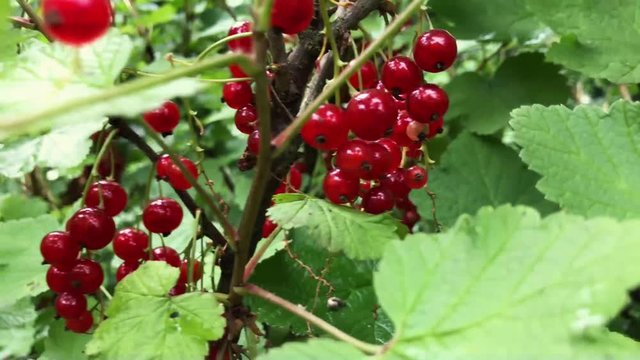Closeup tracking shot of redcurrant berries