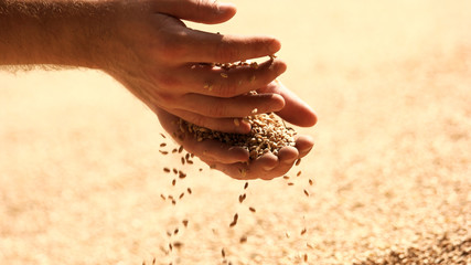 Grain wheat on man hands. Wheat in hands at mill storage.