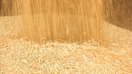 Unloading grain in a pile. Pouring wheat corns in a big heap.