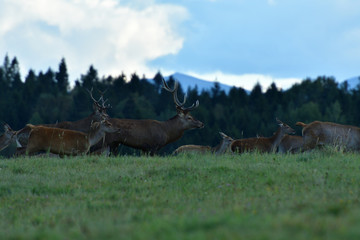 Naklejka na ściany i meble Herd of deer with antlers and buckskin running in rut season 