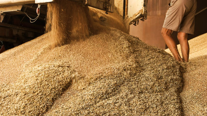 Dumping grain in storage facility. Close up. Pouring grain wheat in a pile.
