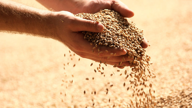 Wheat grains in hands at mill storage. Close up. Good harvest in the hands of farmers, big pile of grain.