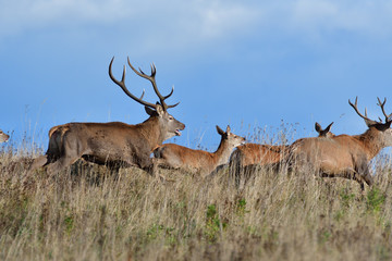 Herd of deer with antlers and buckskin running in rut season 