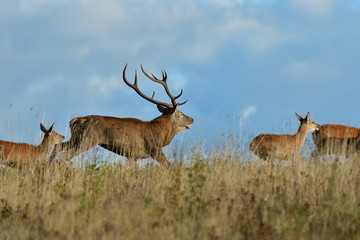 Herd of deer with antlers and buckskin running in rut season 