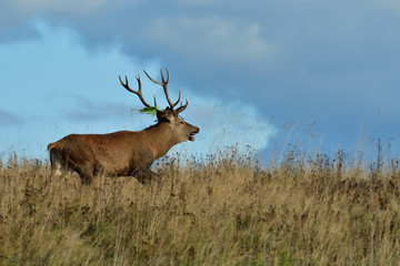 Herd of deer with antlers and buckskin running in rut season 