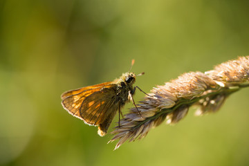 Skipper Moth