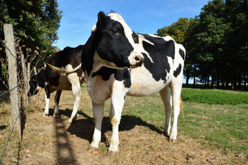 Fototapeta na wymiar A cow heifer, dairy cow breed