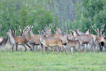 Herd of deer with antlers and buckskin running in rut season 