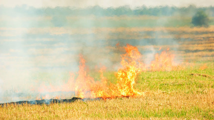 Forest field fire due to dry grass. Fire flame a and smoke.