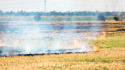 Fototapeta na wymiar The dry grass in the field burns. Pollution and a lot of smoke.