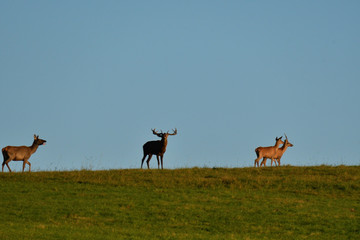 deer stag with antlers to rut on the meadow 