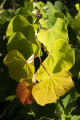 Autumn colored leaves in the morning sunlight looking down