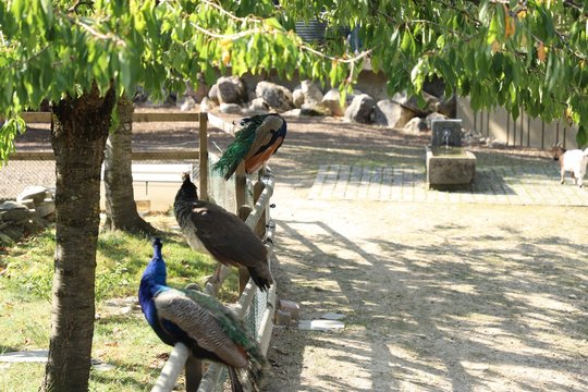 Trois paons dans un parc