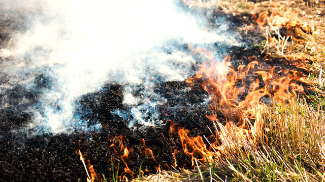 Fire grass spring. Black burnt grass, fire and smoke, close up.