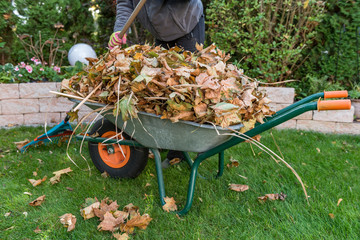 raking leaves in wheelbarrow