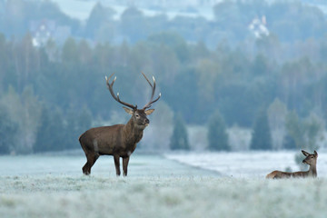 deer stag with antlers to rut on the meadow 