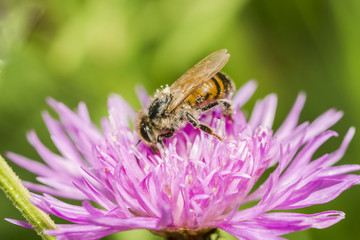 bee 87.