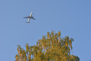 airplane in the sky against the yellowed tree