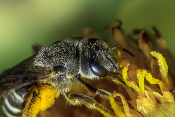 bee 88.