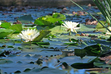 Aquatic plants white waterlily