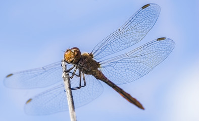 dragonfly 33