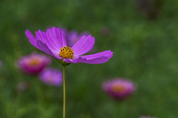 Fototapeta premium fragile 21.