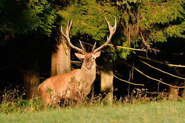 Stag with big antlers walking around the forest during rut season