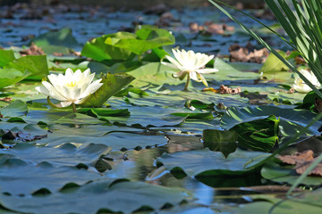 Aquatic plants white waterlily