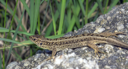 lizard 3.