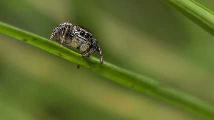 spider 14.