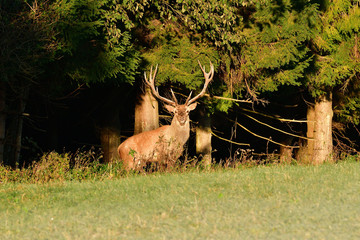 Stag with big antlers walking around the forest during rut season
