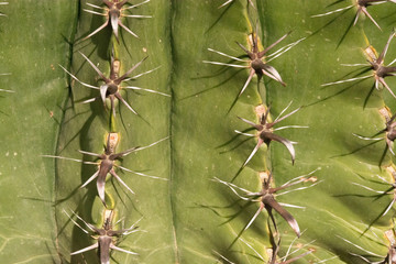 Cactus plants with thorns closeup