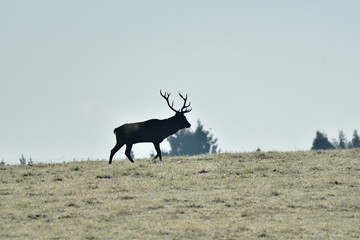 contour of silhouette of a deer with antlers on the horizont