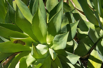 Succulent aloe plant closeup