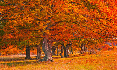 Nice autumnal scene in the forest