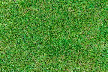 Fototapeta premium Close up green lawns are beginning to recover from detriment of being trample.