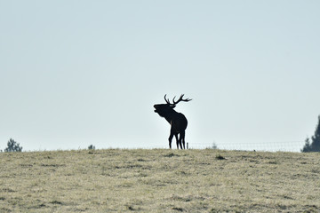 contour of silhouette of a deer with antlers on the horizont