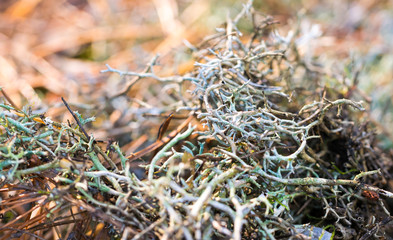 Healing moss in the autumn forest