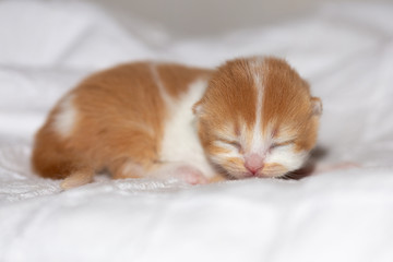 Neugeborenes Katzenbaby BKH - süß