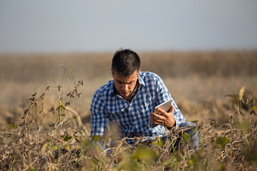 Farmer with tablet in ripe soybean field