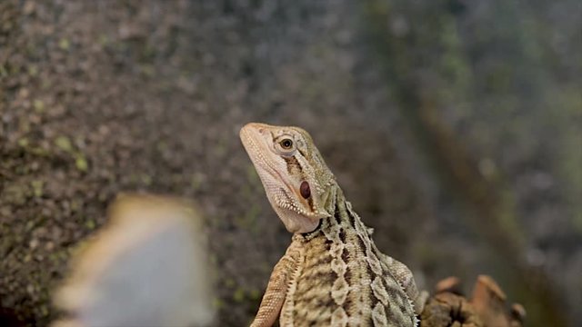 Gecko lizard sunbathing. Camouflaged cold blooded reptile in nature. Tropical gecko in its environment. 