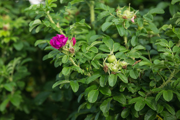 Pink flower of the rosa rugosa rose